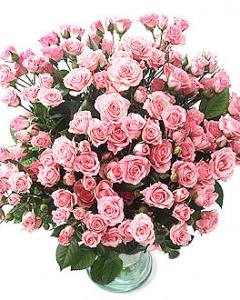 Blooming pink spray roses in vase